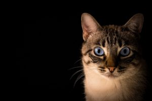 cat black background