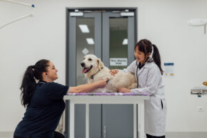 Two veterinary students with a white dog sitting ona table