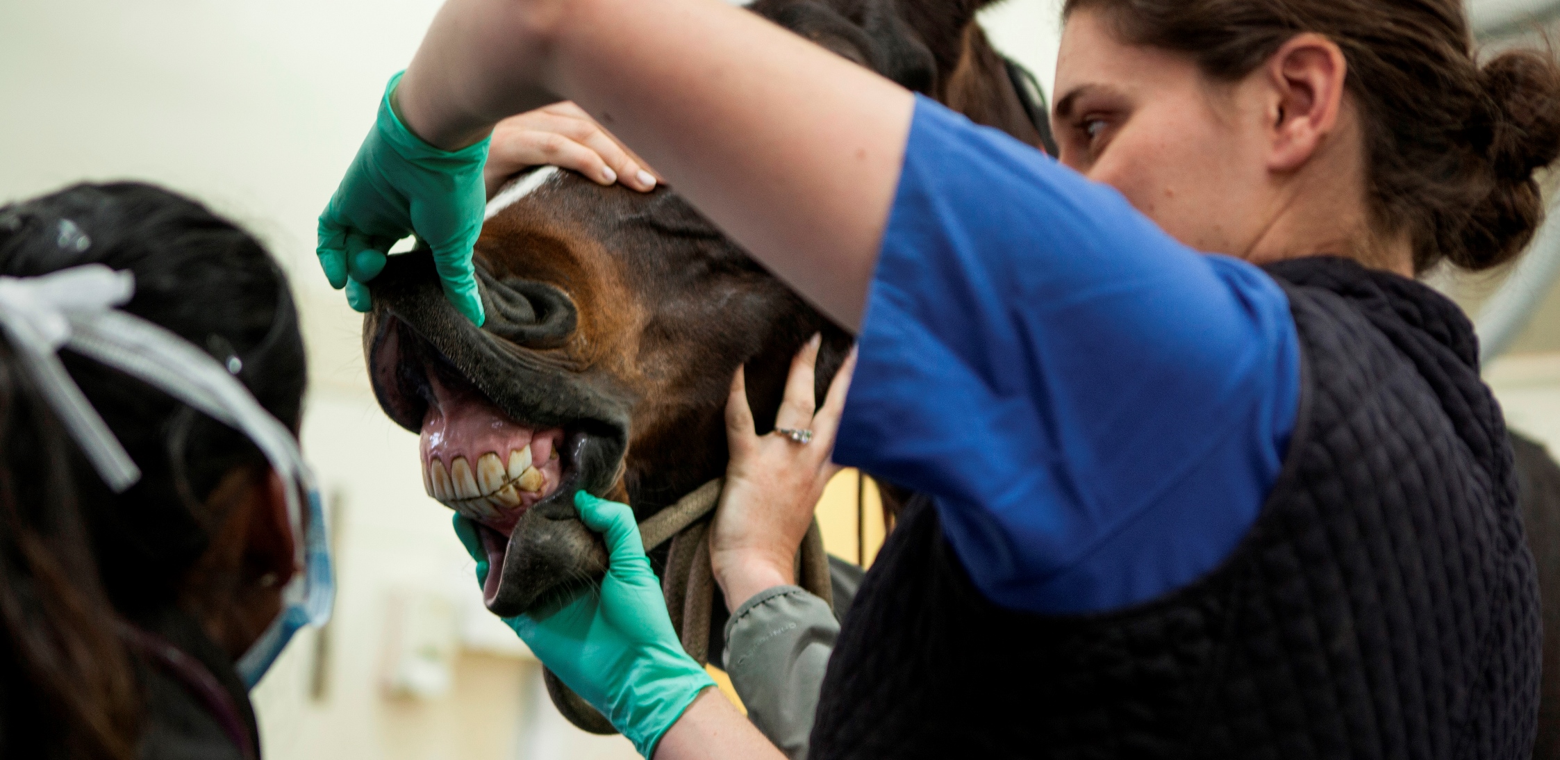 University of Sydney Bachelor of Veterinary Biology/Doctor of Veterinary  Medicine | OzTREKK