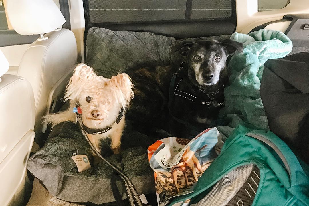 OzTREKK Ambassadors Taking dogs to Australia