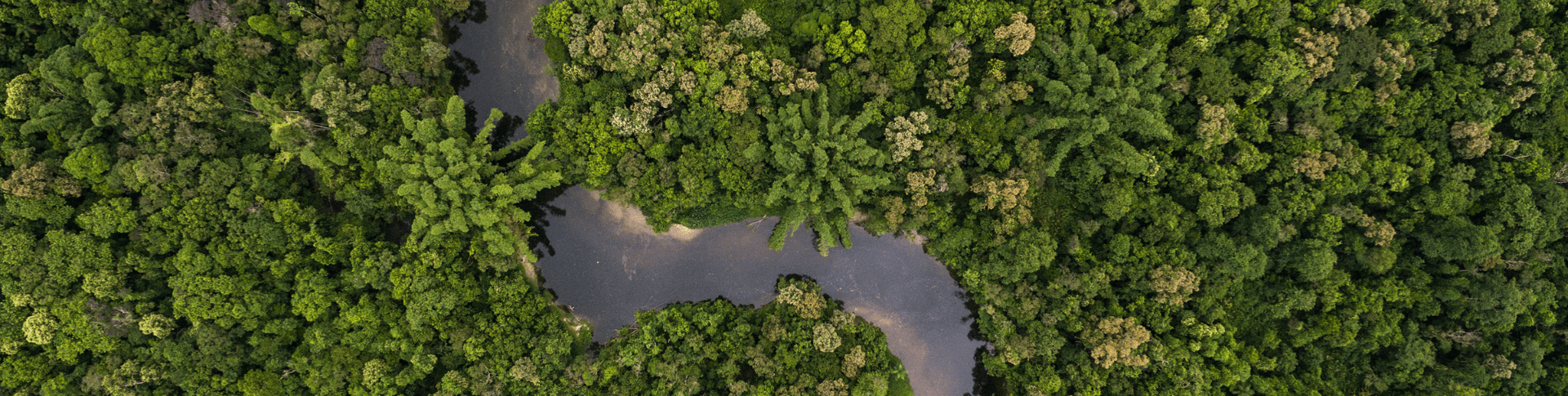 rainforest-3-crop