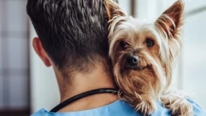 learn how to apply to veterinary school