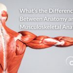 muscle anatomy of back, shoulders, and arm