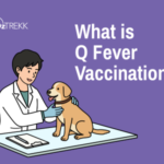 what is q fever vaccination