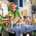 murdoch university veterinary students with dog