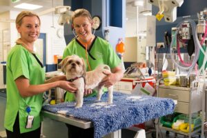Learn more about studying veterinary medicine at Murdoch murdoch university veterinary students with dog